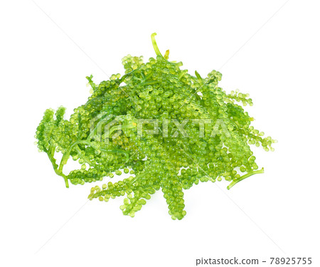 Sea grapes ( green caviar ) seaweed isolated  on white backgroun 78925755