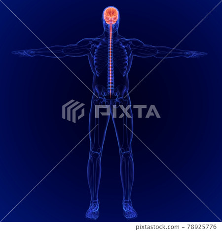 3D Illustration Human Brain Anatomy for Medical Concept 3D Illustration Human Brain Anatomy for Medical Concept 78925776