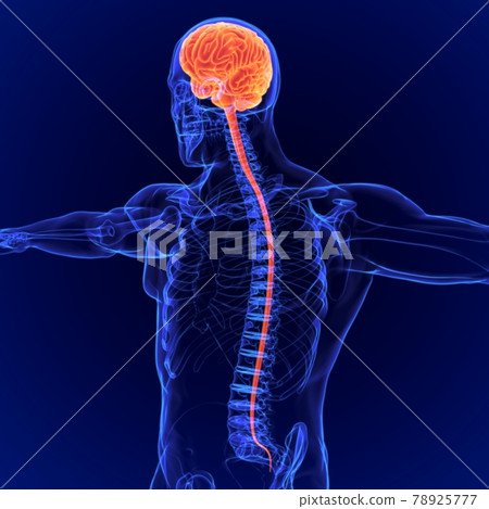 3D Illustration Human Brain Anatomy for Medical Concept 3D Illustration Human Brain Anatomy for Medical Concept 78925777
