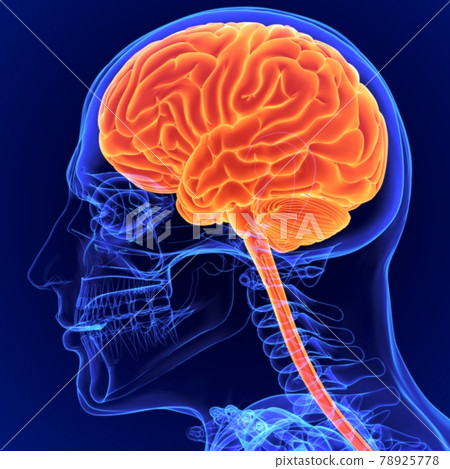 3D Illustration Human Brain Anatomy for Medical Concept 3D Illustration Human Brain Anatomy for Medical Concept 78925778