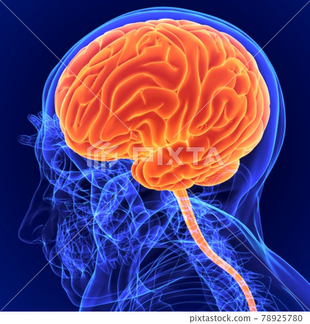 3D Illustration Human Brain Anatomy for Medical Concept 78925780