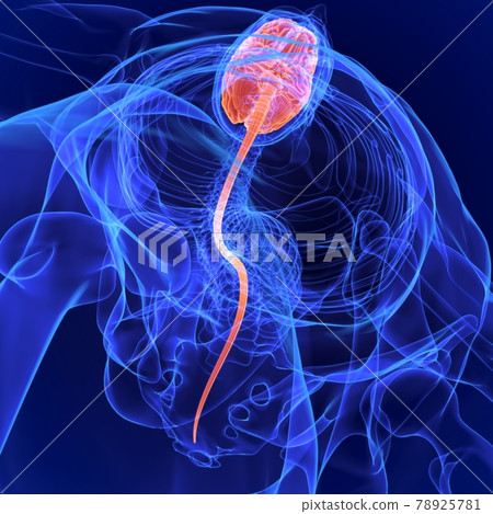 3D Illustration Human Brain Anatomy for Medical Concept 78925781