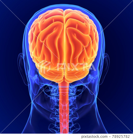 3D Illustration Human Brain Anatomy for Medical Concept 3D Illustration Human Brain Anatomy for Medical Concept 78925782