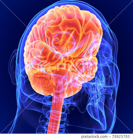 3D Illustration Human Brain Anatomy for Medical Concept 78925783