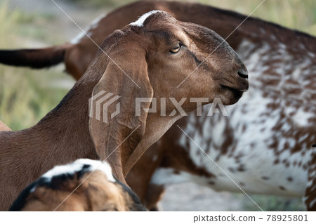 portrait of a goat on a farm with beautiful bokeh 78925801