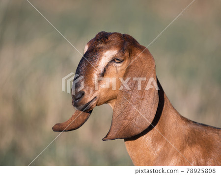 portrait of a goat on a farm with beautiful bokeh portrait of a goat on a farm with beautiful bokeh 78925808