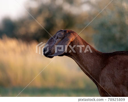 portrait of a goat on a farm with beautiful bokeh portrait of a goat on a farm with beautiful bokeh 78925809