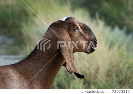 portrait of a goat on a farm with beautiful bokeh 78925813