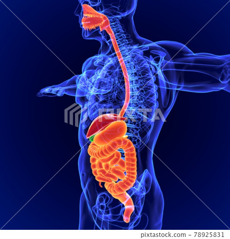 3D Illustration Human Digestive System Anatomy for Medical Concept 3D Illustration Human Digestive System Anatomy for Medical Concept 78925831