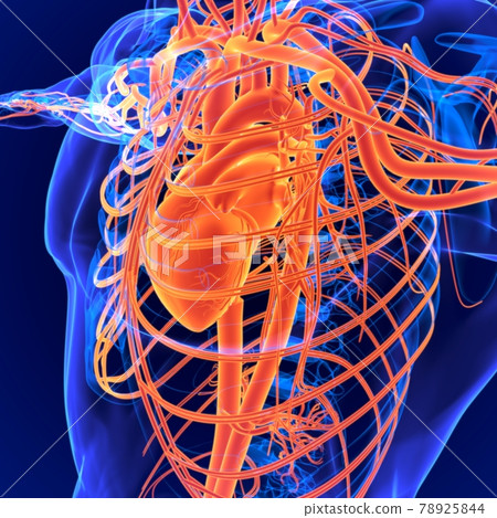 3D Illustration Human Circulatory System Anatomy (Heart) 3D Illustration Human Circulatory System Anatomy (Heart) 78925844
