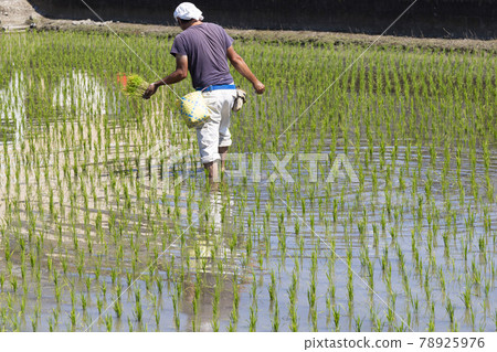 Rice planting 78925976