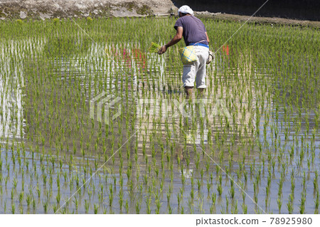 Rice planting 78925980