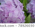 Up of hydrangea 78926030