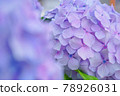 Purple hydrangea 78926031