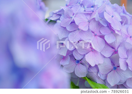 Purple hydrangea 78926031