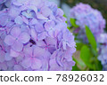 Up of hydrangea 78926032