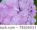Up of pink Hydrangea 78926033