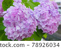 Two wheels of hydrangea 78926034