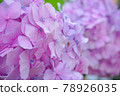 Rainy season flower hydrangea up 78926035