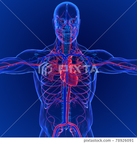 3D Illustration of Human Circulatory System Anatomy (Heart) 78926091