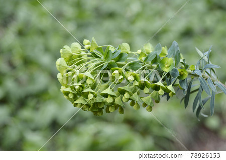 Wulfens spurge Wulfens spurge 78926153