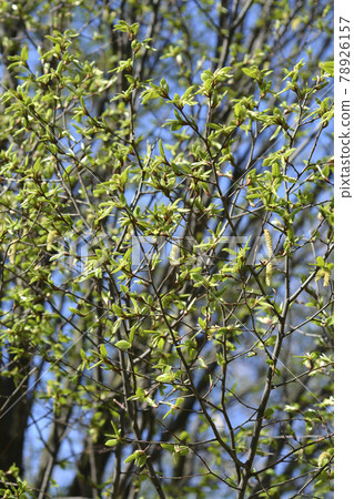 Common hornbeam Common hornbeam 78926157