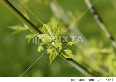 Boxelder maple 78926161