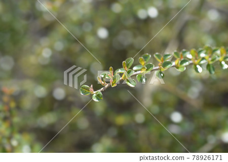 Rock cotoneaster Rock cotoneaster 78926171