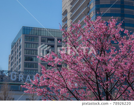 橫濱紅櫻花盛開在山下公園 78926220