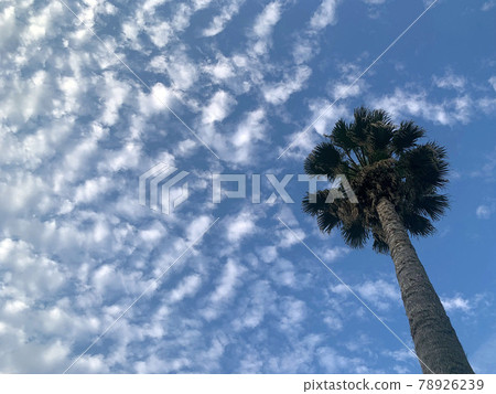 涼爽的夏日棕櫚樹和藍天 涼爽的夏日棕櫚樹和藍天 78926239