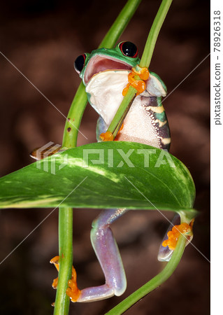 Red eyed tree frog climbs up 78926318