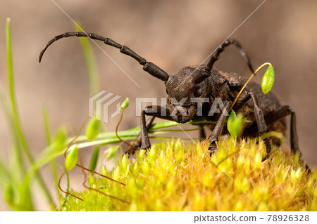 Weaver beetle with large antennas 78926328