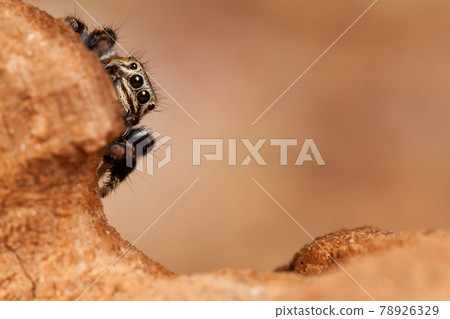 Jumping spider and rotten wood 78926329