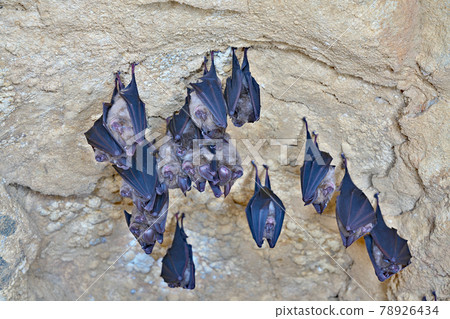 [Bats inhabiting the Oshika Limestone Cave] Hiraodai, Kokuraminami-ku, Kitakyushu City, Fukuoka Prefecture 78926434