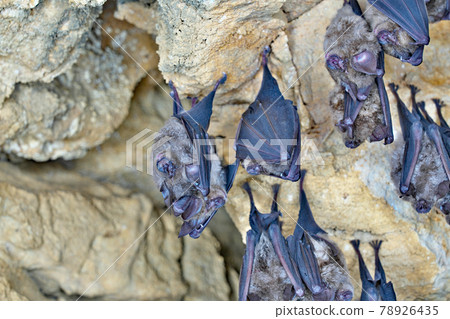 [Bats inhabiting the Oshika Limestone Cave] Hiraodai, Kokuraminami-ku, Kitakyushu City, Fukuoka Prefecture 78926435