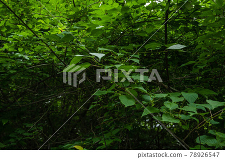 一棵結出果實的本地獼猴桃樹 78926547