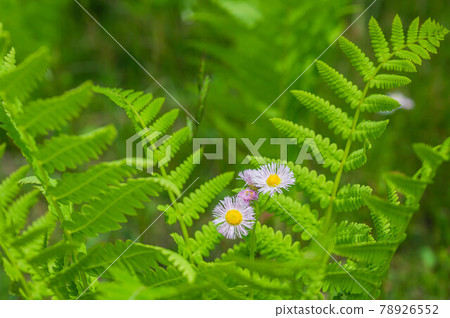 Himejoon blooming in the leaves of the royal fern Himejoon blooming in the leaves of the royal fern 78926552