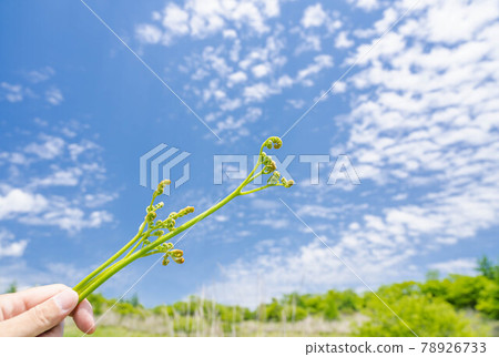 Picking bracken 78926733