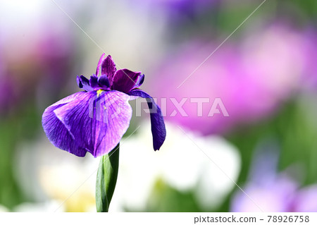 Iris 78926758