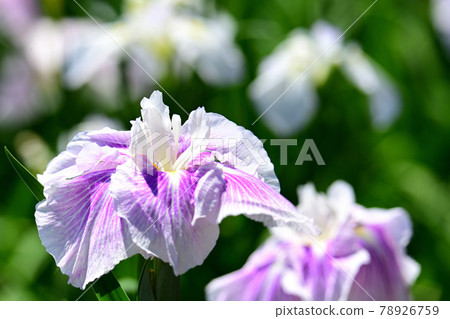鳶尾花 鳶尾花 78926759