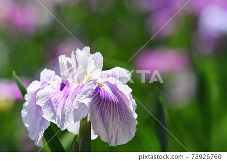 鳶尾花 78926760