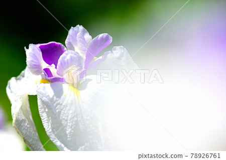 Iris 78926761