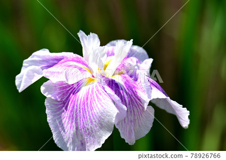 Iris Iris 78926766