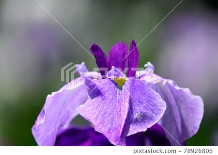 Iris 78926806