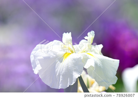 Iris 78926807