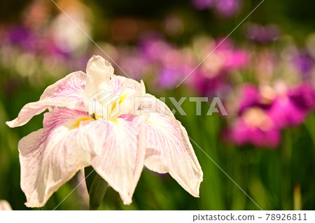 Iris 78926811