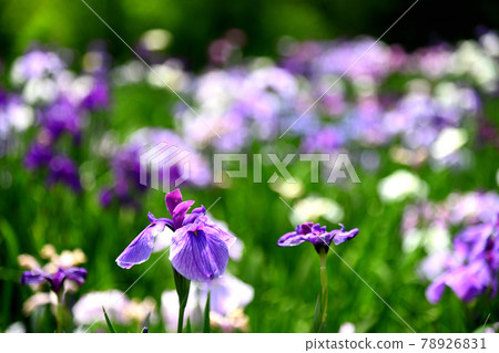Iris 78926831
