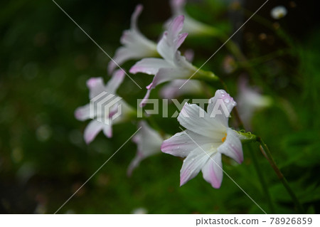白百合 78926859