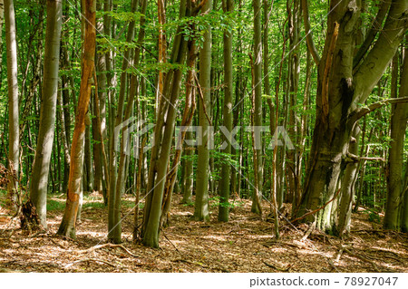 beech forest landscape in summer. beautiful nature outdoor on a sunny day. tall trees in green foliage 78927047