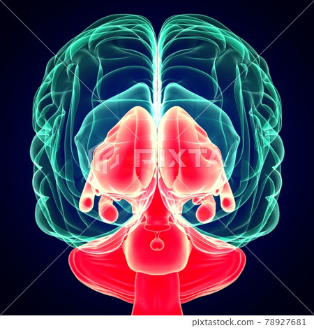 3D Illustration Human Brain Inner Parts Anatomy For Medical Concept 3D Illustration Human Brain Inner Parts Anatomy For Medical Concept 78927681